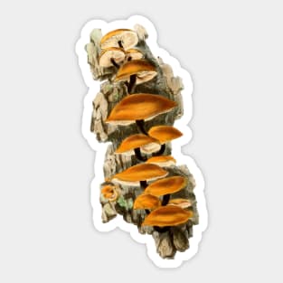 Anna Maria Hussey Vintage mushrooms Sticker